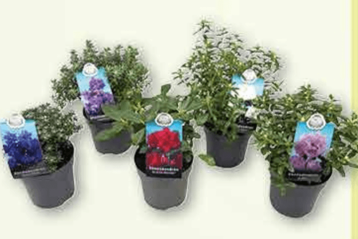 Rhododendron Mix lončanica Ø 13 cm, visina 25 cm - Akcija u trgovini Plodine