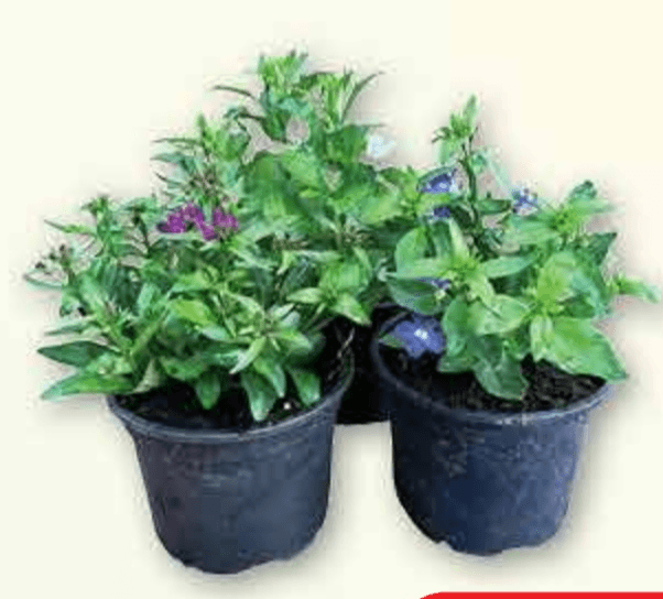 Lobelia lončanica Ø 10 cm, visina 20 cm - Akcija u trgovini Plodine