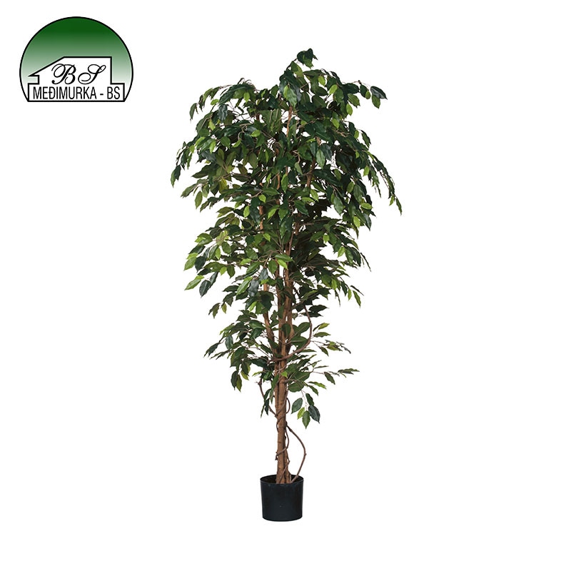 Drvo Fikus 1 kom - Akcija u trgovini Interspar