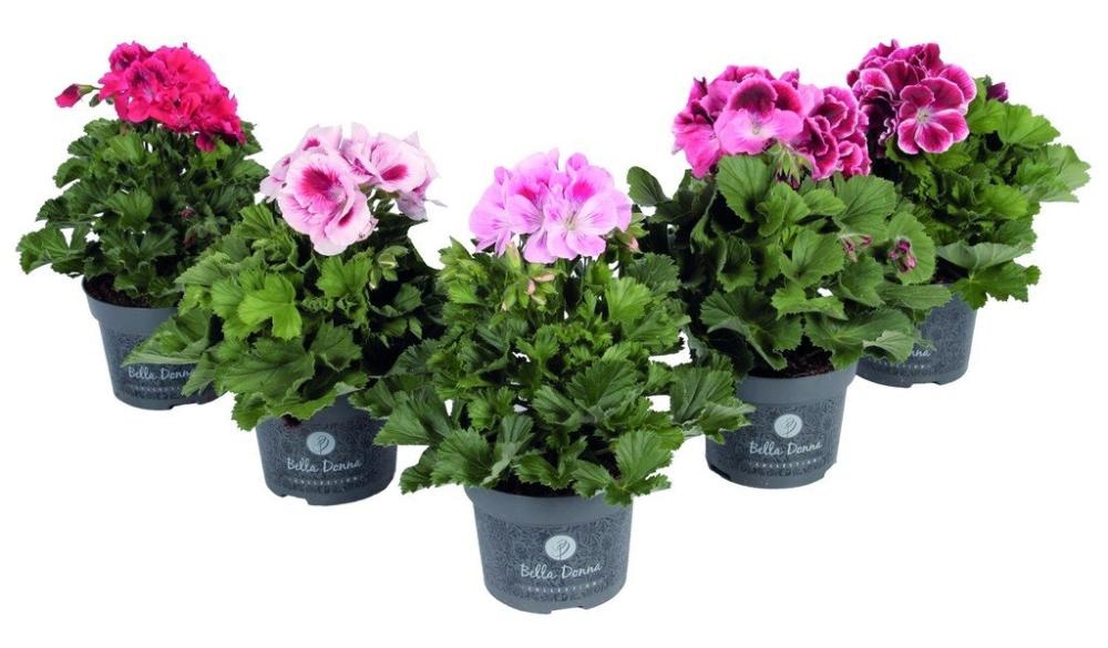 Pelargonija Grandiflora 1 kom - Akcija u trgovini Spar