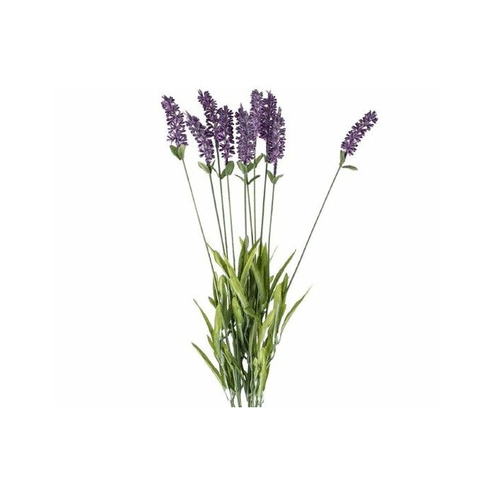Lavanda Ø 10,5 cm, 25 cm - Akcija u trgovini Plodine