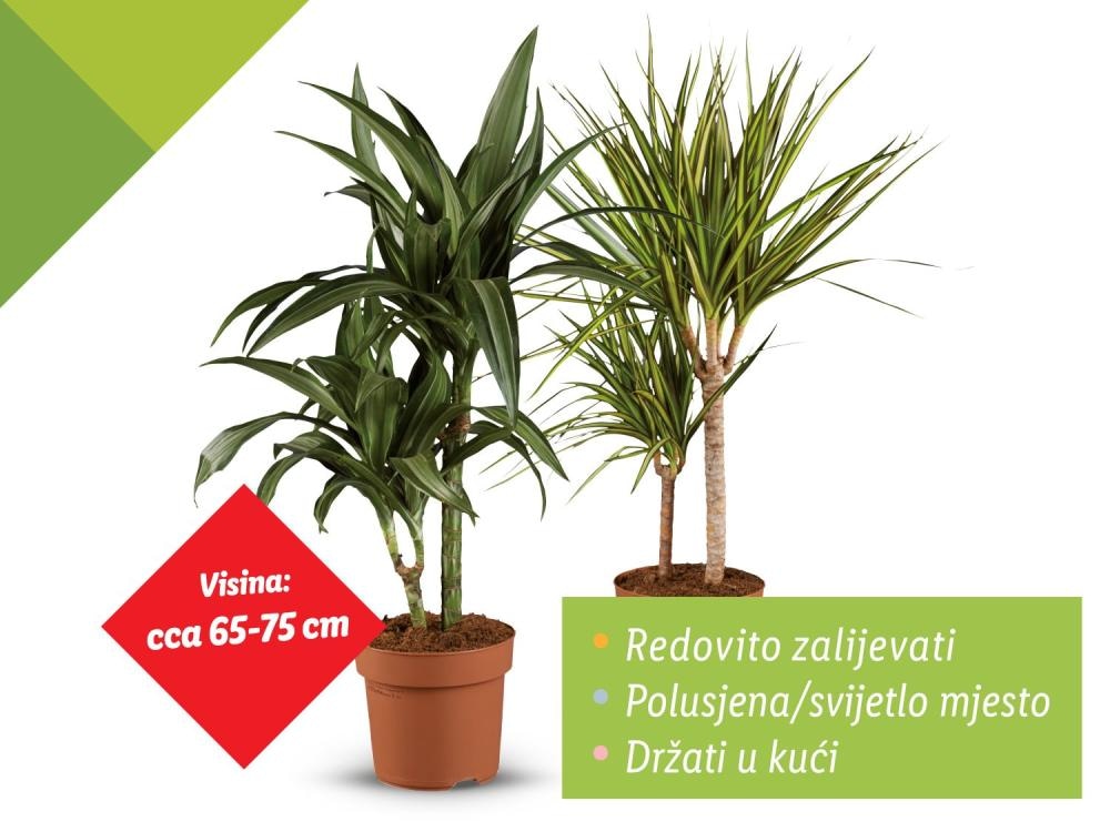 Zmajevac mix - Akcija u trgovini Lidl