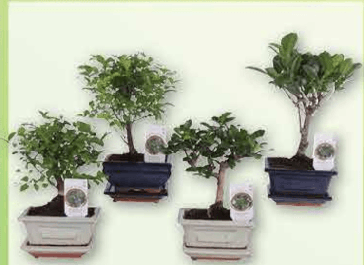 Bonsai mix lončanica Ø 12 cm, visina 20 cm - Akcija u trgovini Plodine