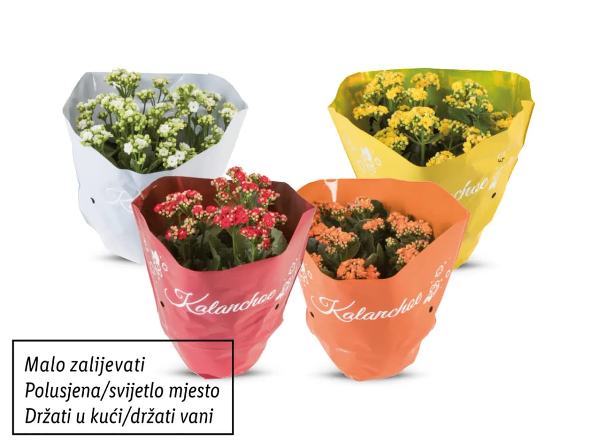 Kalanhoa Akcija u trgovini Lidl