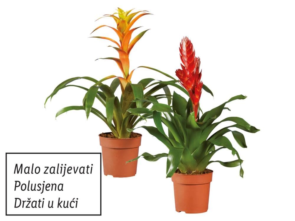 Vrijesija ili guzmanija Akcija u trgovini Lidl