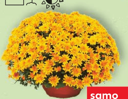 Multiflora 25 cm Akcija u trgovini Eurospin