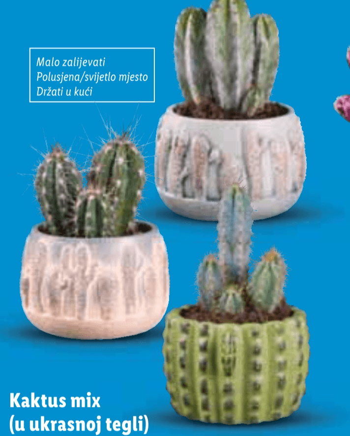 Kaktus mix - Akcija u trgovini Lidl