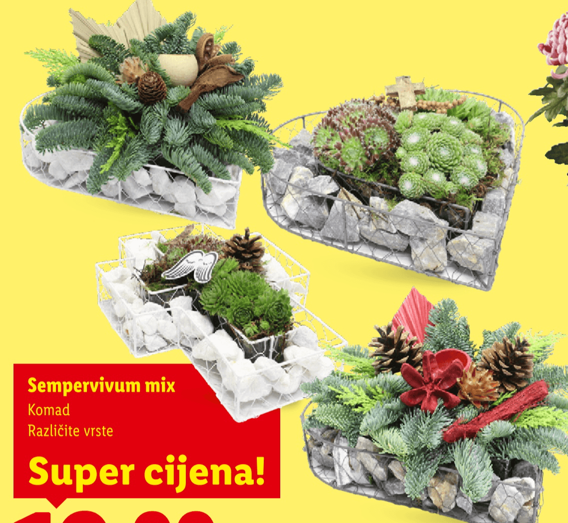 Sempervivum mix 1 komad Akcija u trgovini Lidl