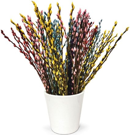 Buket Salixa - Cice Mace 10 komada - Akcija u trgovini Spar