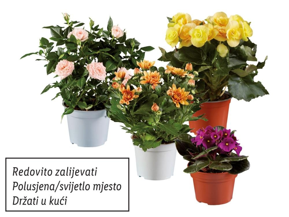 Sobno bilje mix Komad - Akcija u trgovini Lidl