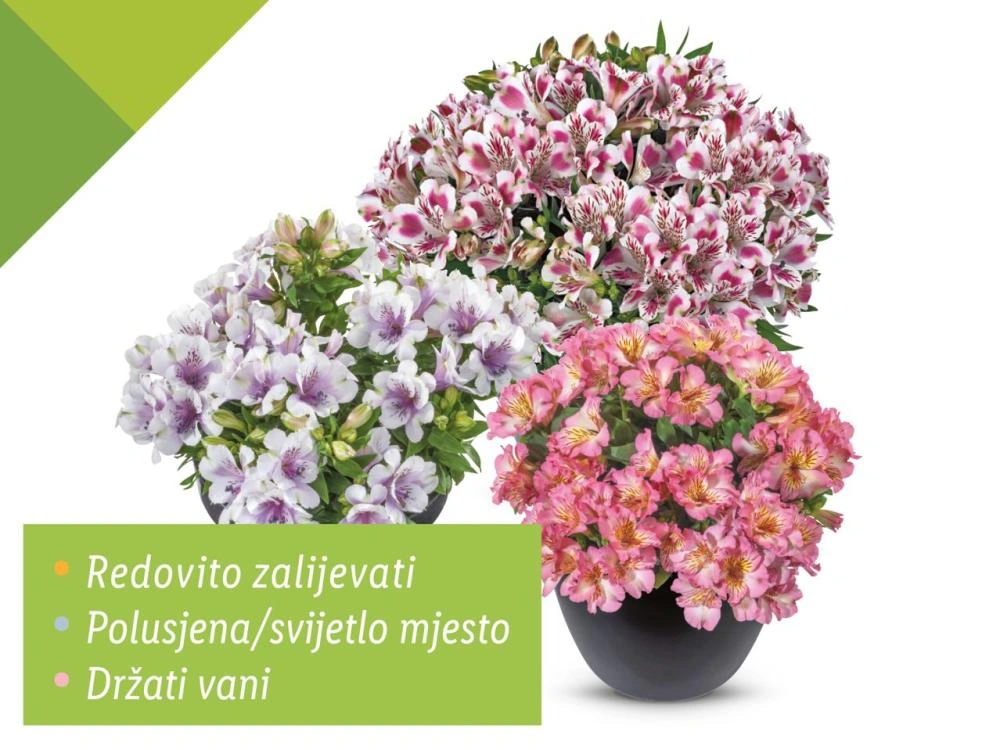 Peruanski ljiljan - Akcija u trgovini Lidl