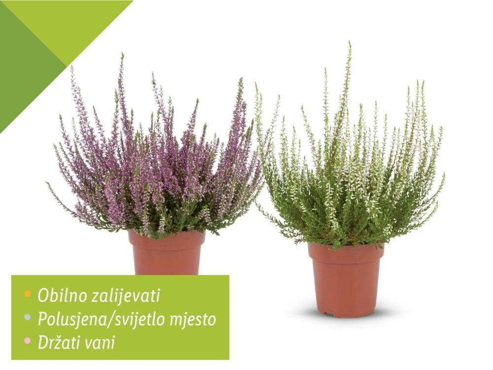 Vrijesak Akcija u trgovini Lidl
