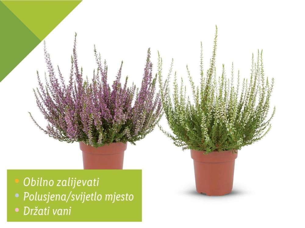 Vrijesak Akcija u trgovini Lidl