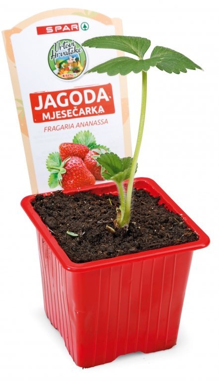 SPAR Sadnica Jagode 1 kom - Akcija u trgovini Interspar