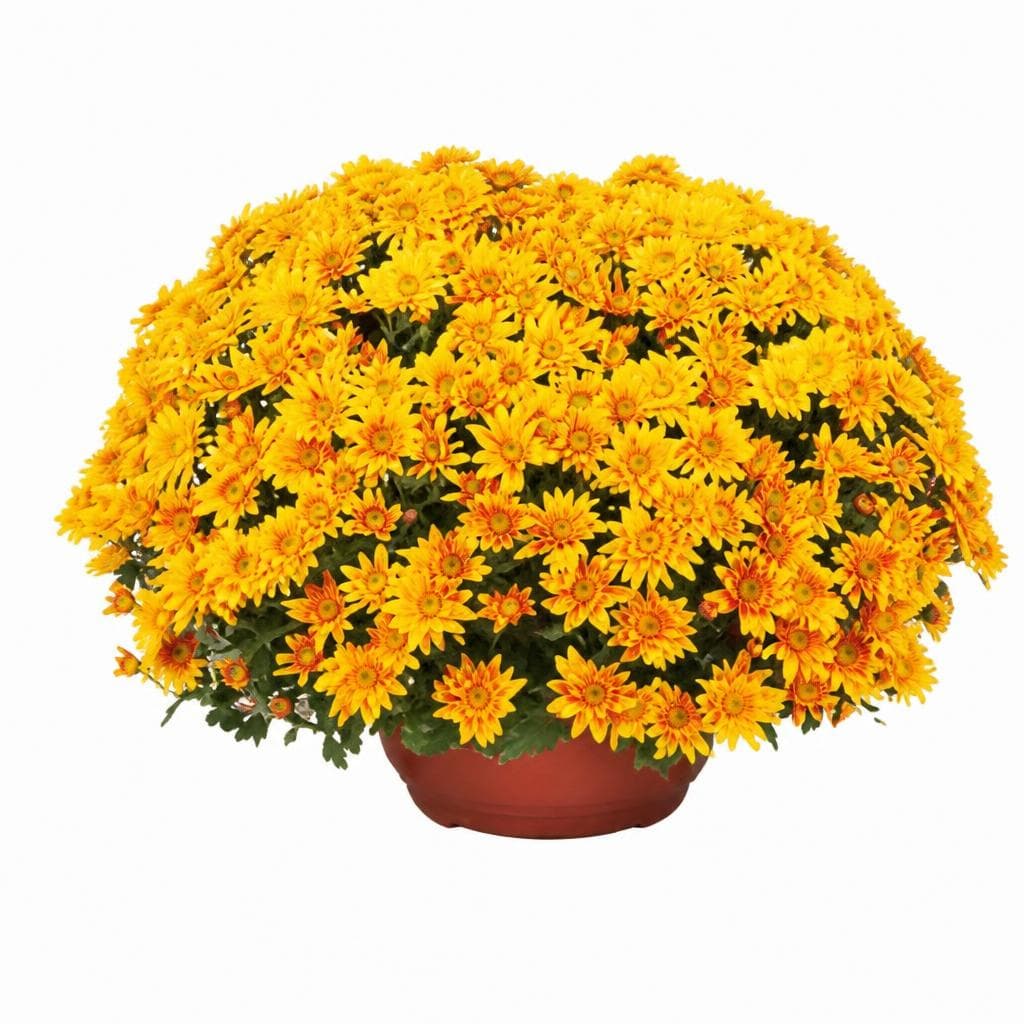 Krizantema multiflora veličina XL, tegla promjera 25 cm Akcija u trgovini Kaufland