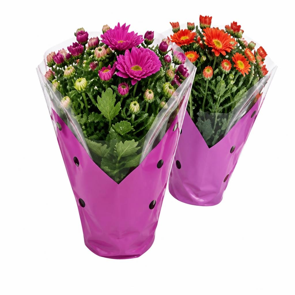 Krizantema mini mix Ø 9 cm, visina 23 cm Akcija u trgovini Plodine