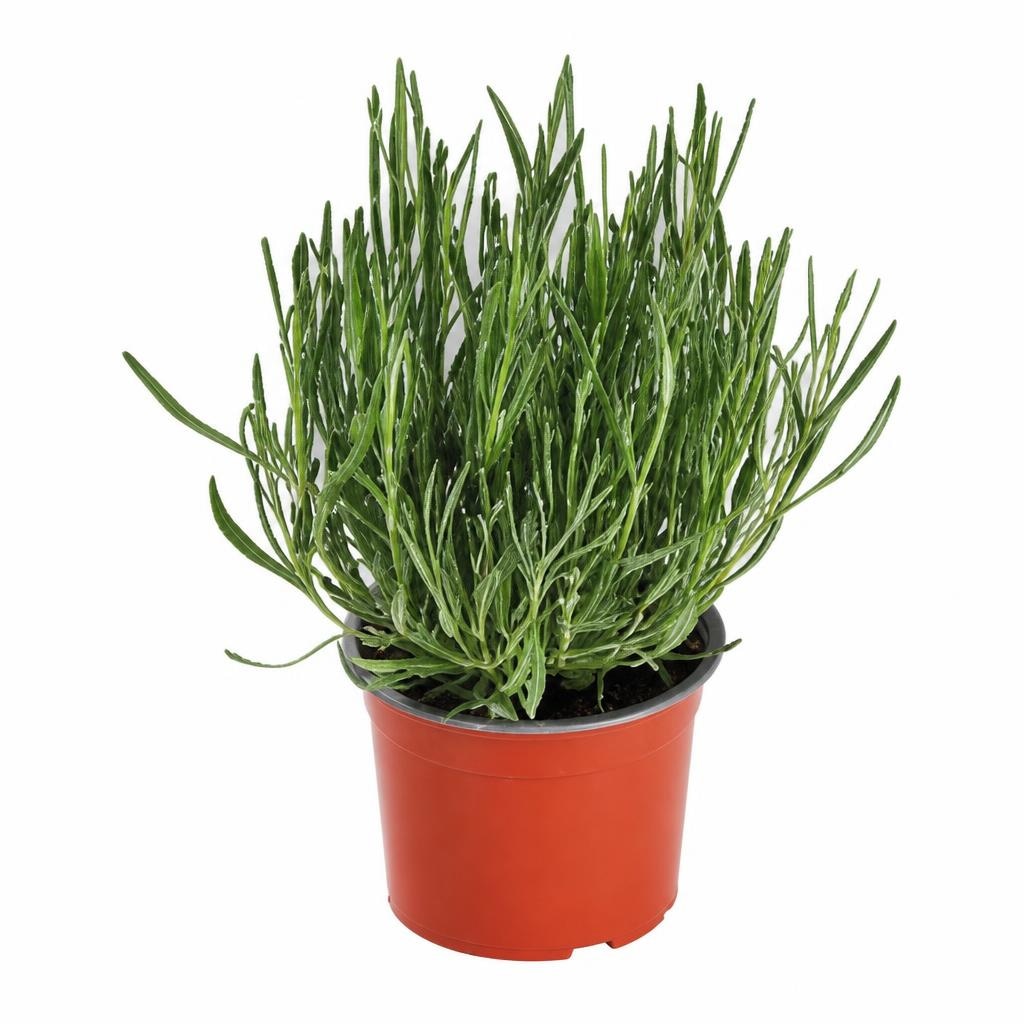 Lavanda promjer 10,5 cm, 1 kom Akcija u trgovini Kaufland