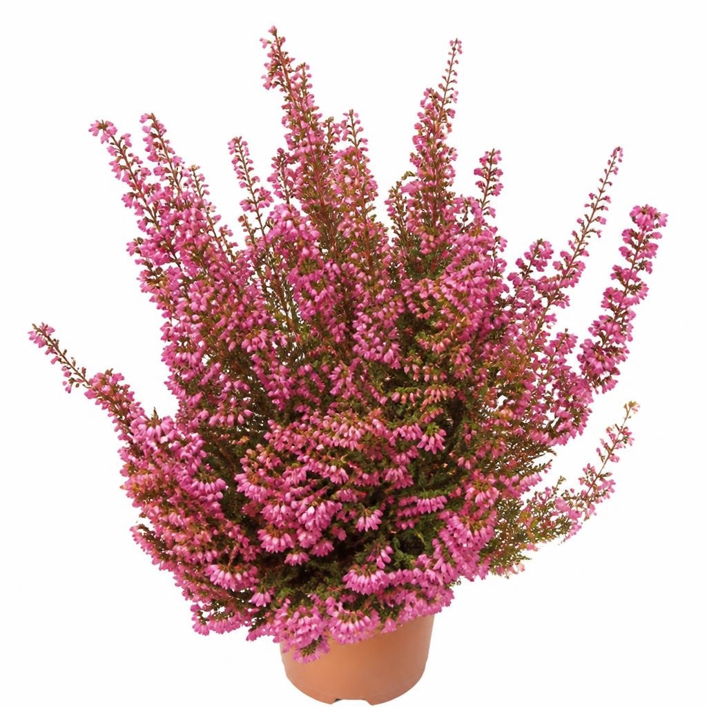 Erica Beauty Queens 11 cm Akcija u trgovini Kaufland