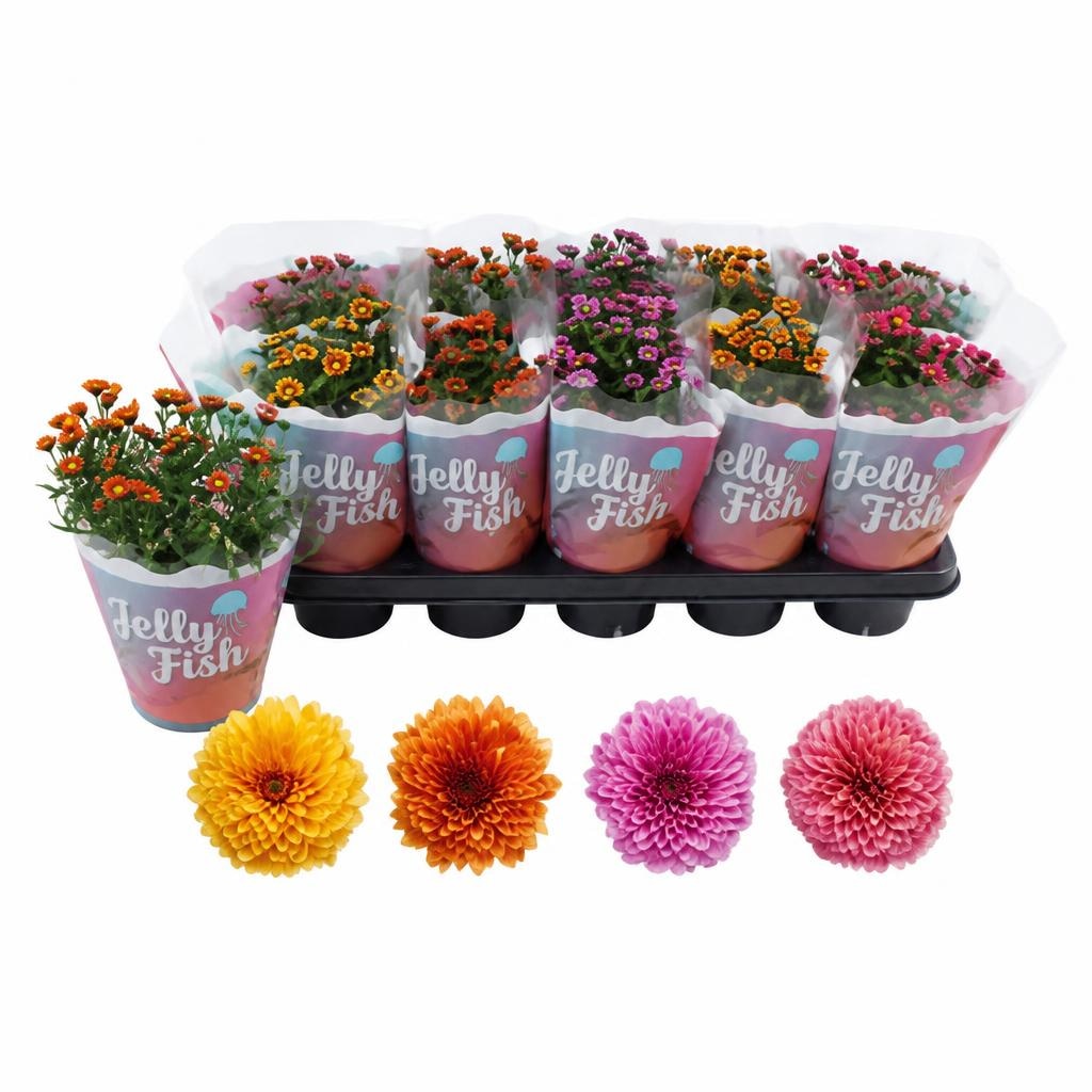 Krizantema Jellyfish mix Ø 12 cm, visina 25 cm Akcija u trgovini Plodine