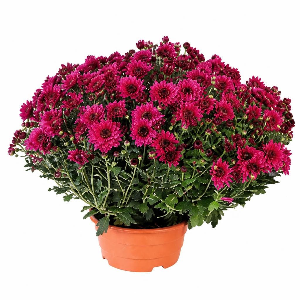Krizantema multiflora veličina M, tegla 23 cm Akcija u trgovini Kaufland