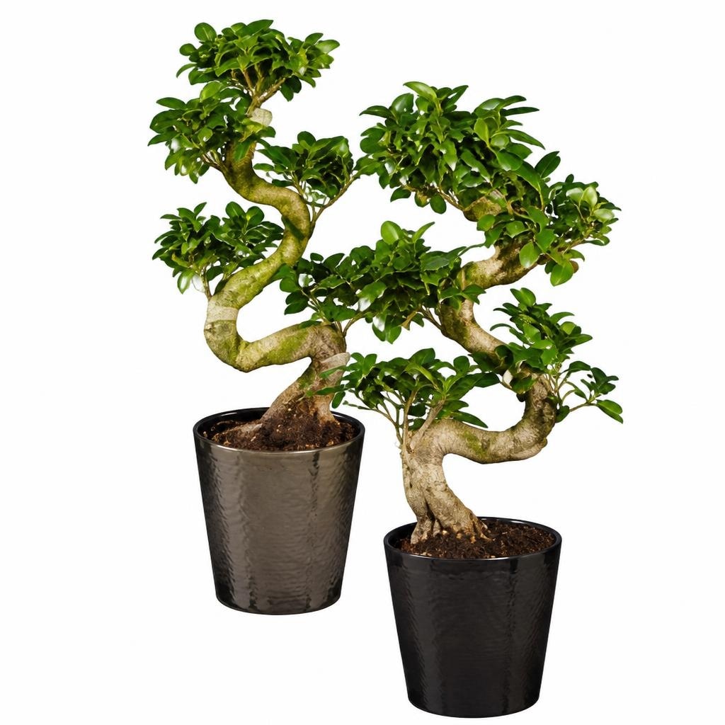 Fikus ginseng u keramičkoj tegli cca 65 cm Akcija u trgovini Lidl