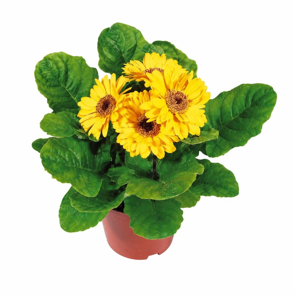 Gerber promjera 12 cm Akcija u trgovini Kaufland