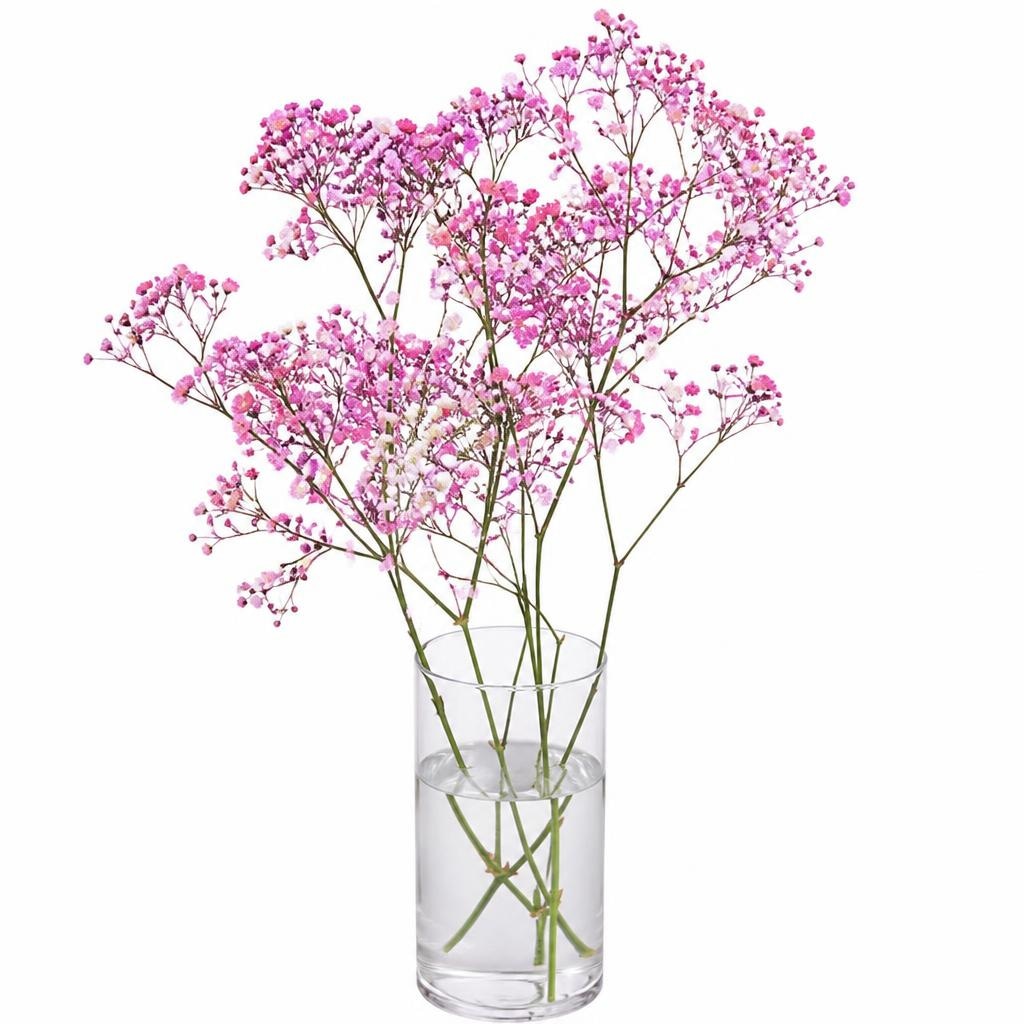 Gypsophila Sadarka 4 komada Akcija u trgovini Lidl