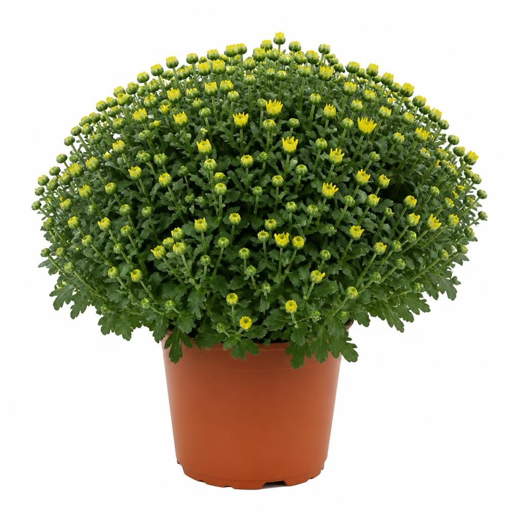 Krizantema Ball Ø 19 cm, visina 45 cm Akcija u trgovini Plodine