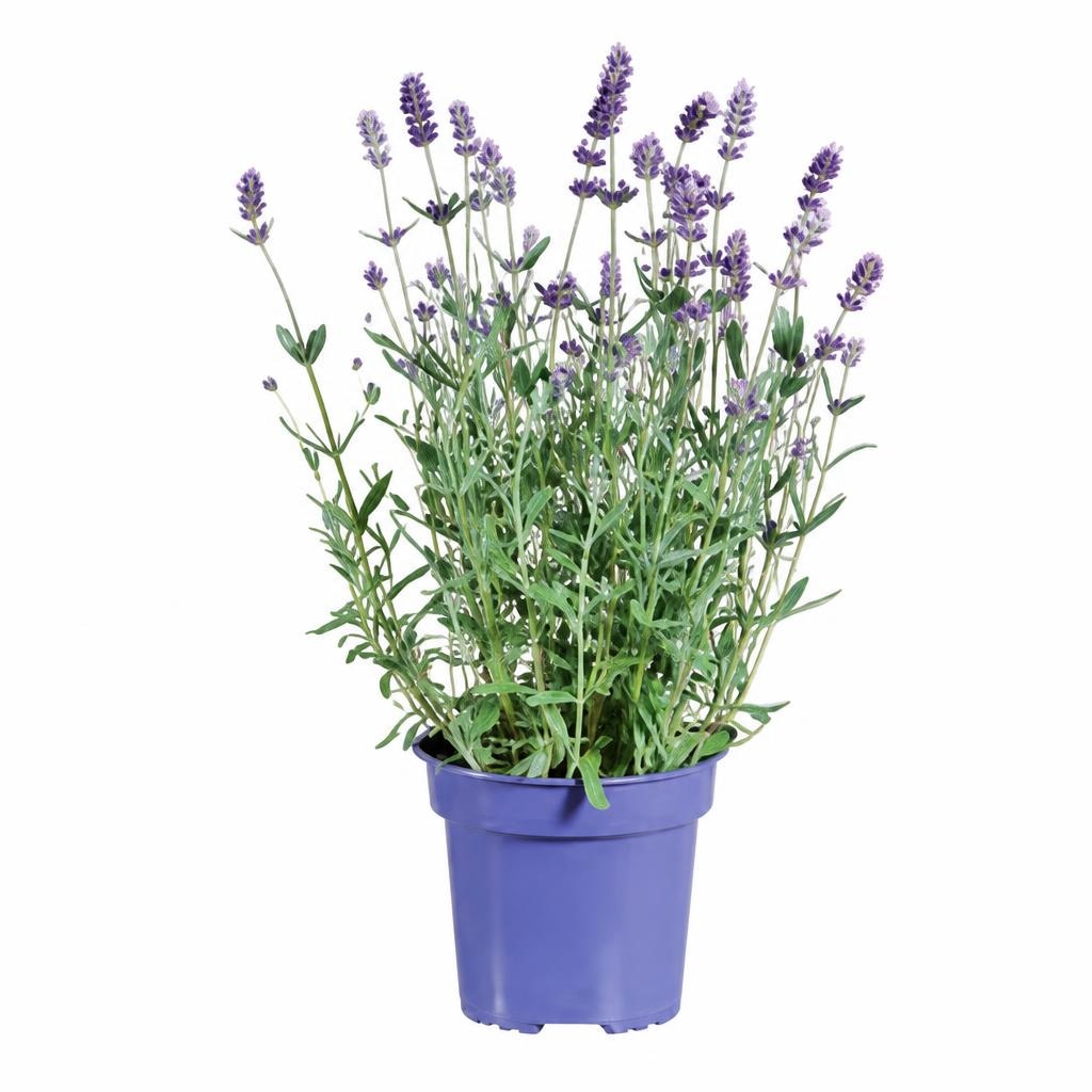 Lavanda angustifolia Komad - Akcija u trgovini Lidl