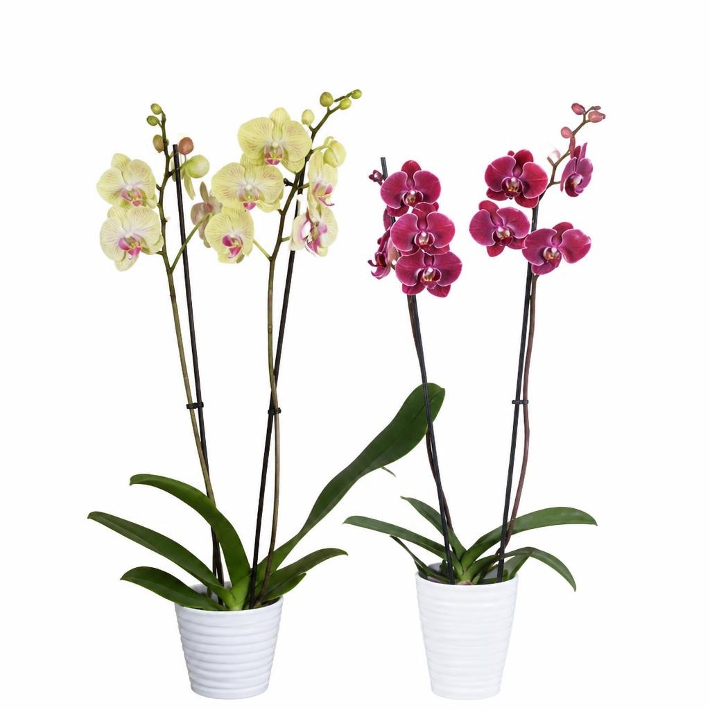 Orhideja phalaenopsis Akcija u trgovini Lidl