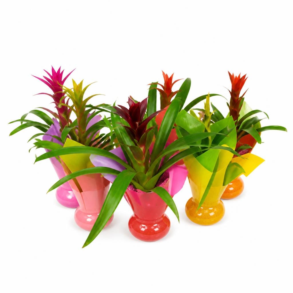 Bromelia kom Akcija u trgovini Konzum