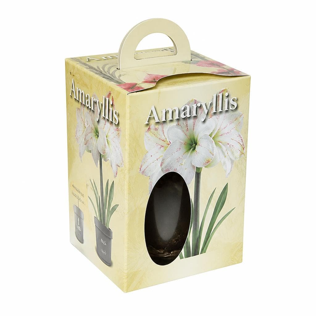 Amarilis Akcija u trgovini Lidl