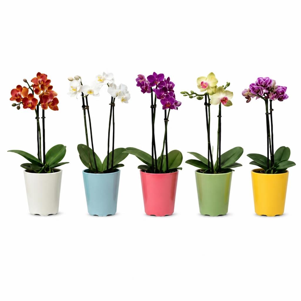 Mini orhideja Ø 5,5 cm, 18 cm - Akcija u trgovini Plodine