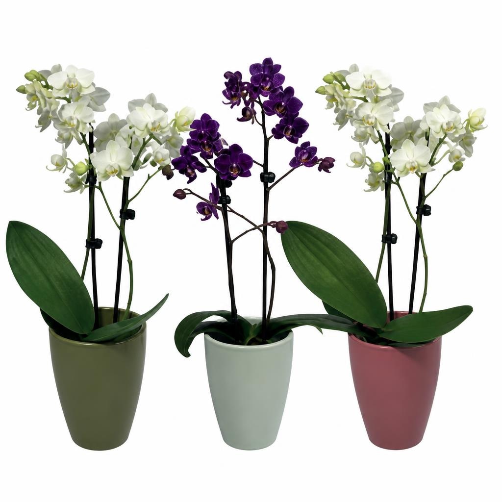 Phalaenopsis - Akcija u trgovini Konzum