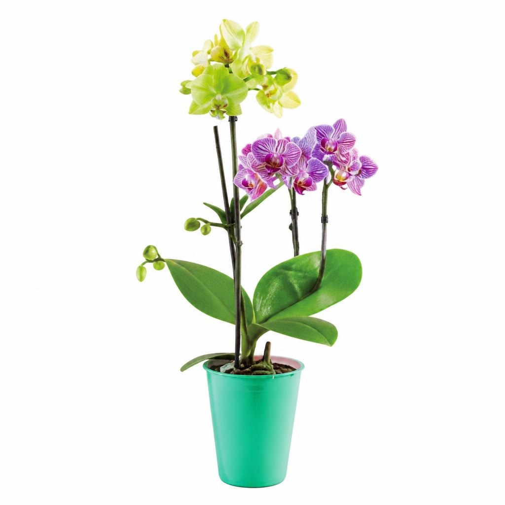 Mini orhideja phalaenopsis 1 komad Akcija u trgovini Lidl