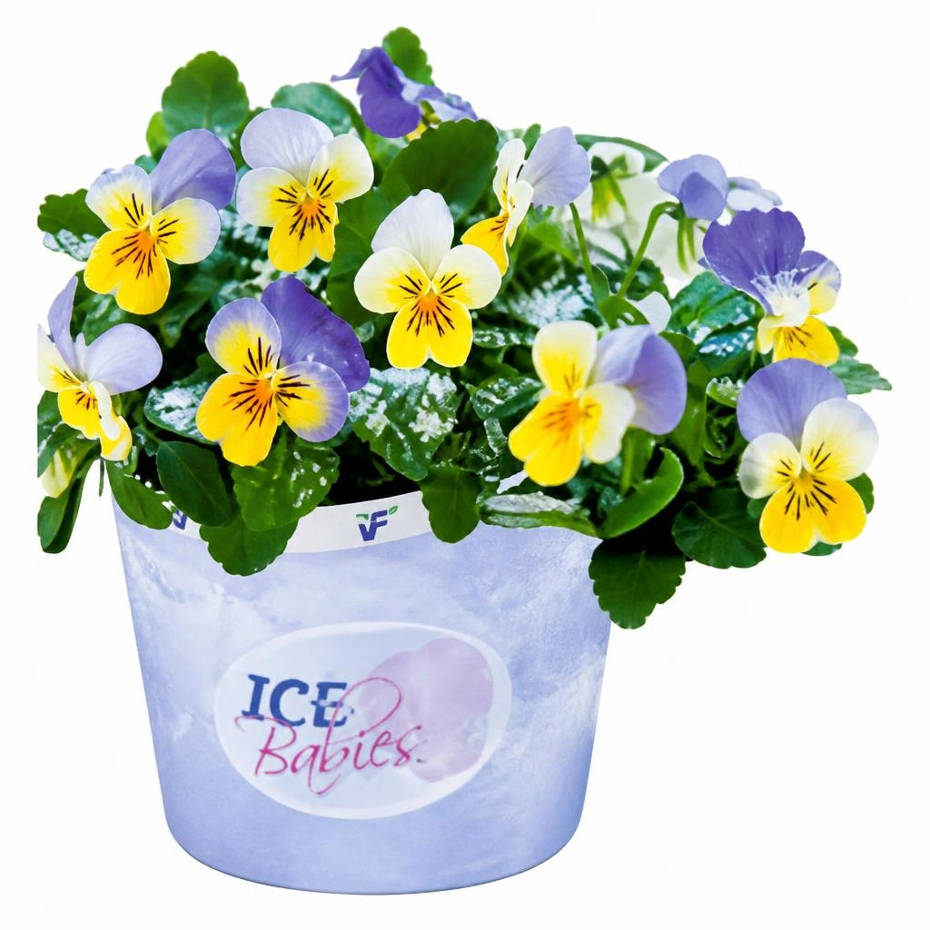 Maćuhica 'Ice Babies' T10,5 Akcija u trgovini Bauhaus