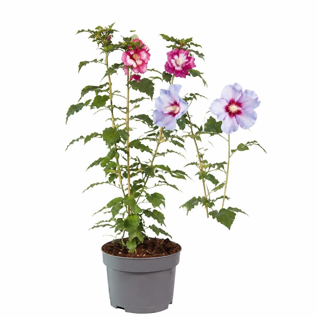 Clematis mix Komad Akcija u trgovini Lidl