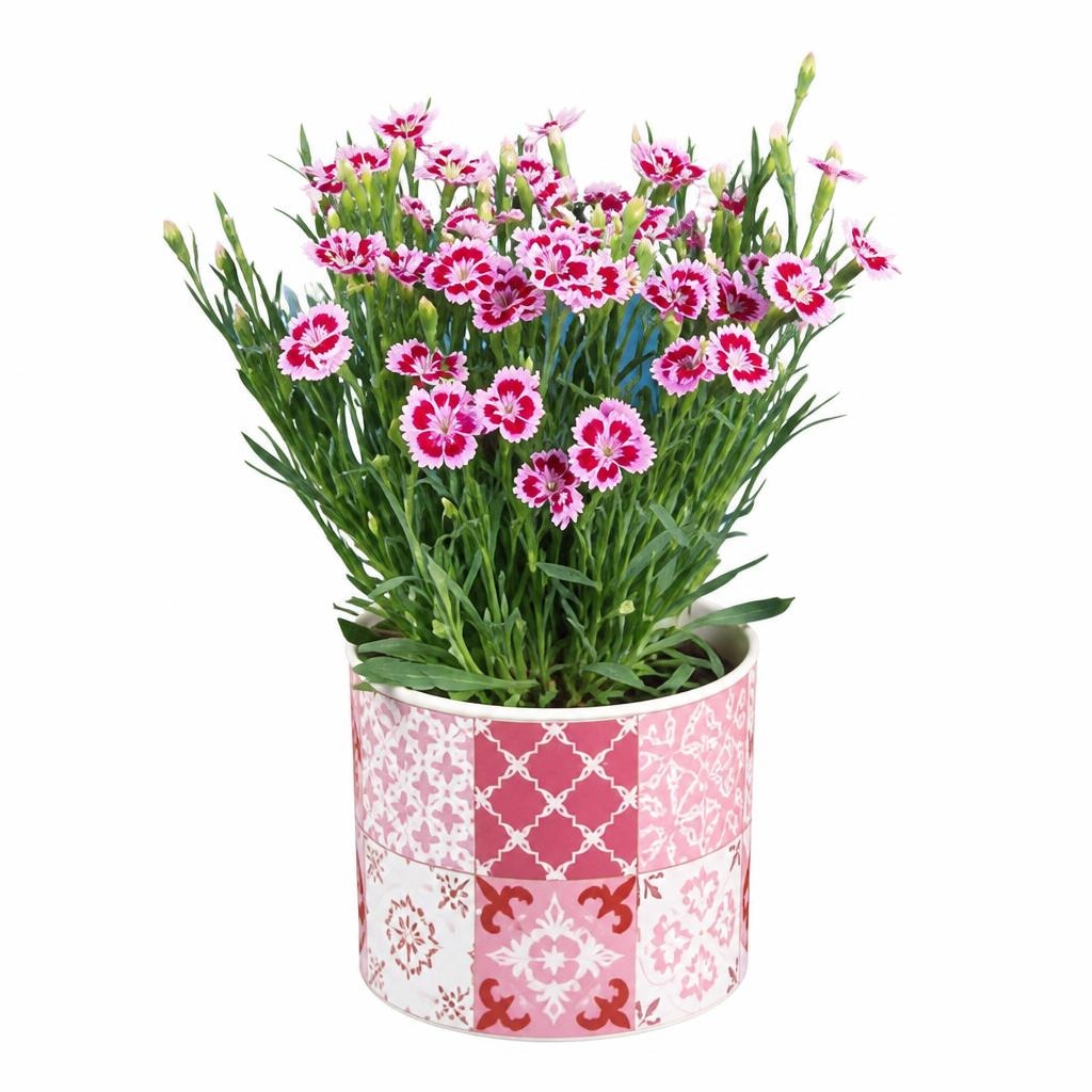 Karanfil dianthus - Akcija u trgovini Lidl