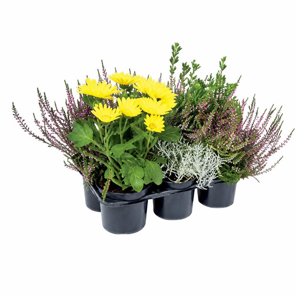 Outdoor (zeleni) mix 6 biljaka Akcija u trgovini Lidl