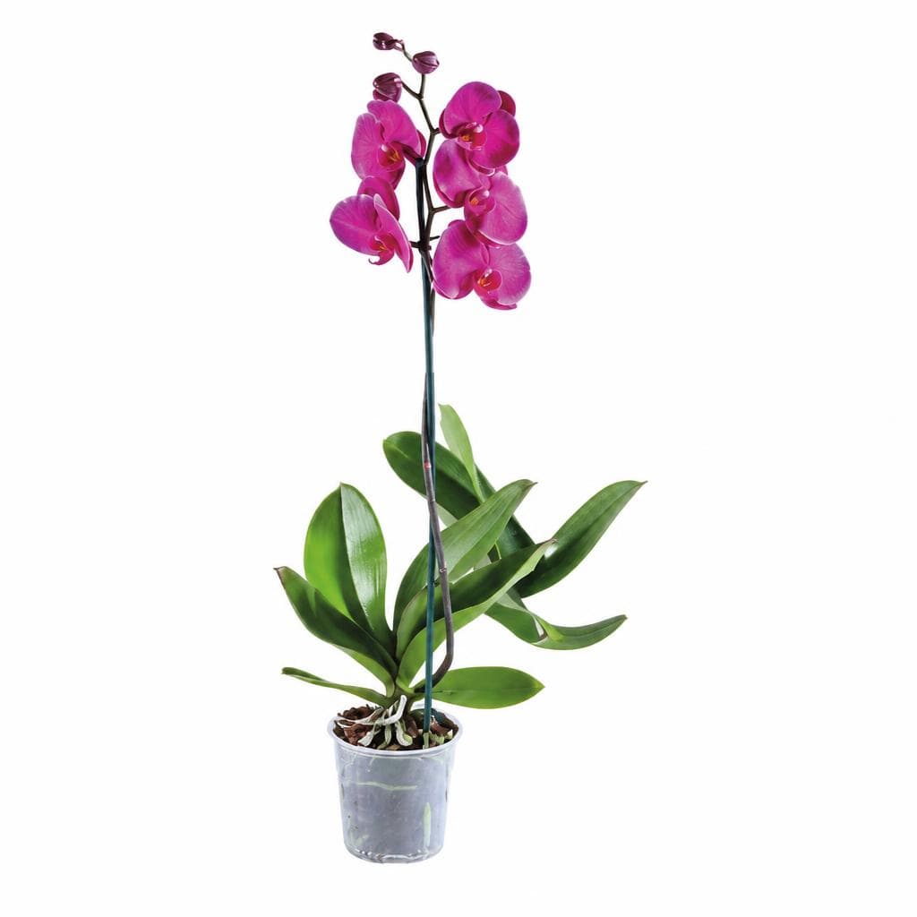 Orhideja Phalaenopsis komad Akcija u trgovini Kaufland