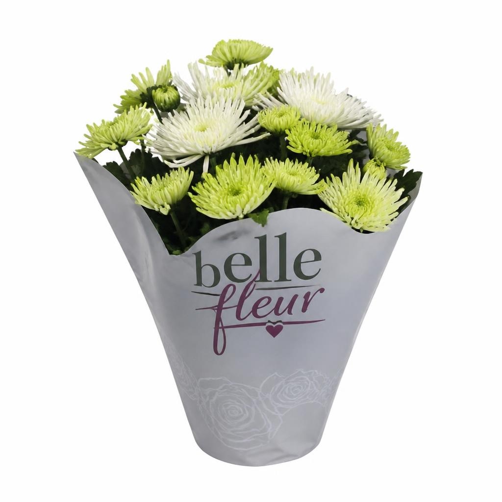 Krizantema Spider Elle Fleur Ø 14 cm Akcija u trgovini Spar