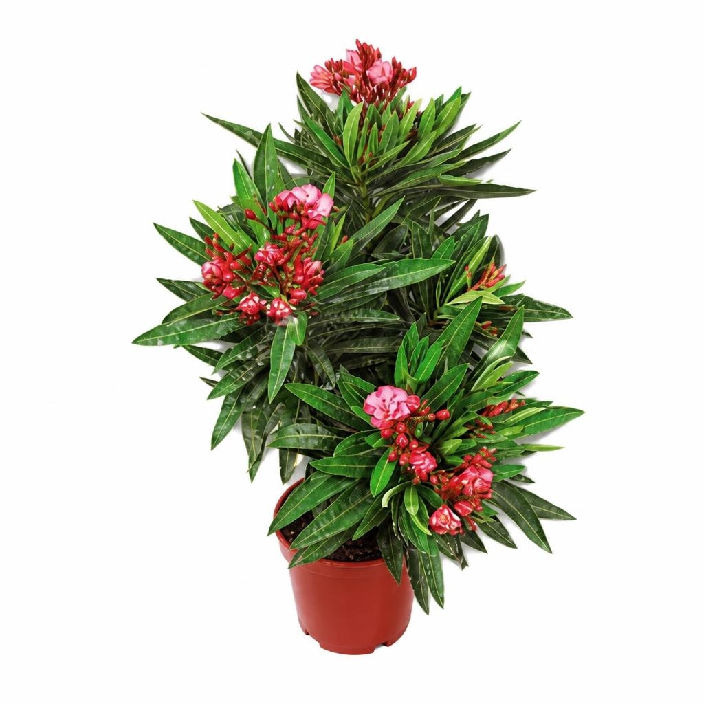 Oleander komad - Akcija u trgovini Kaufland