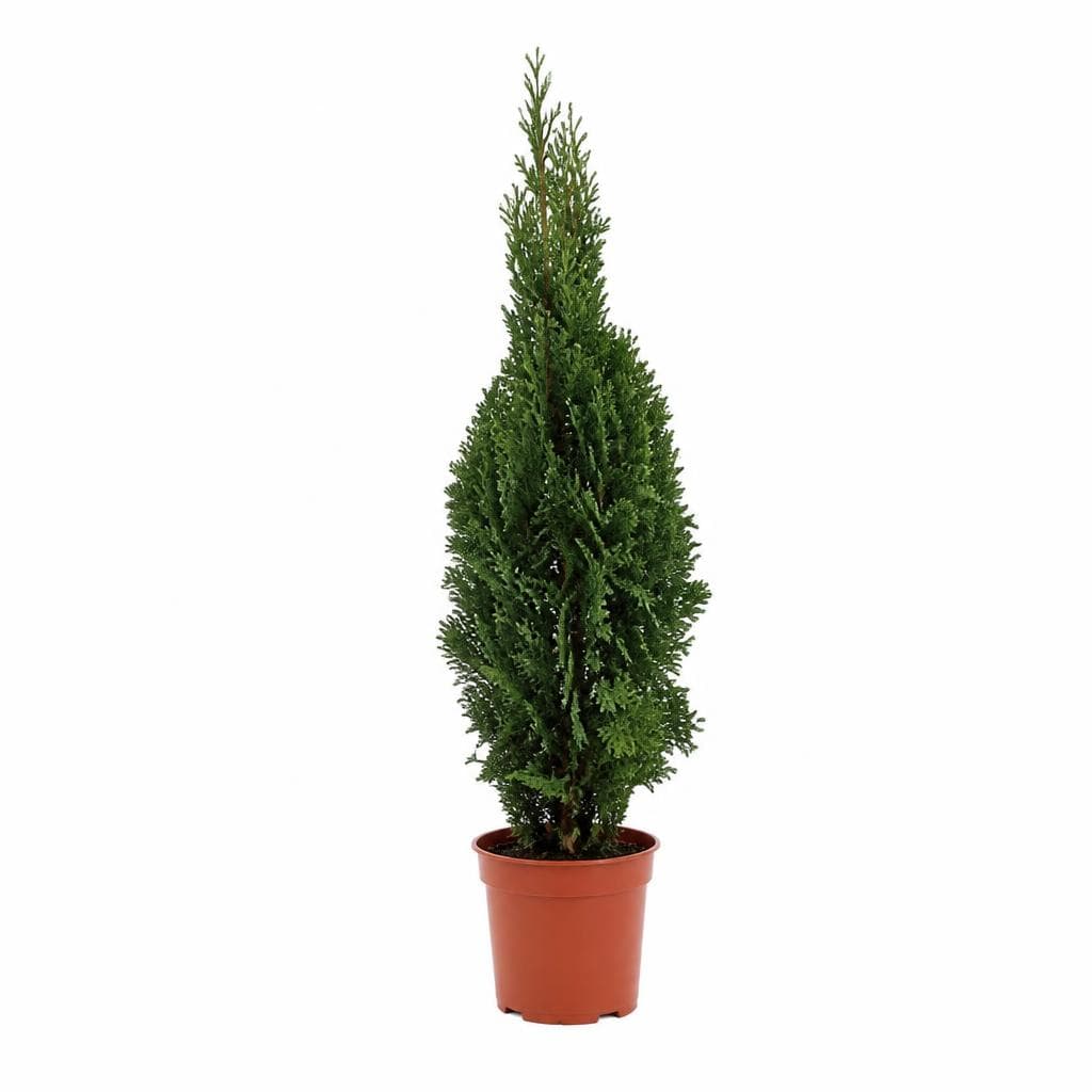 Thuja smaragd Ø 19 cm, visina 80 cm Akcija u trgovini Plodine