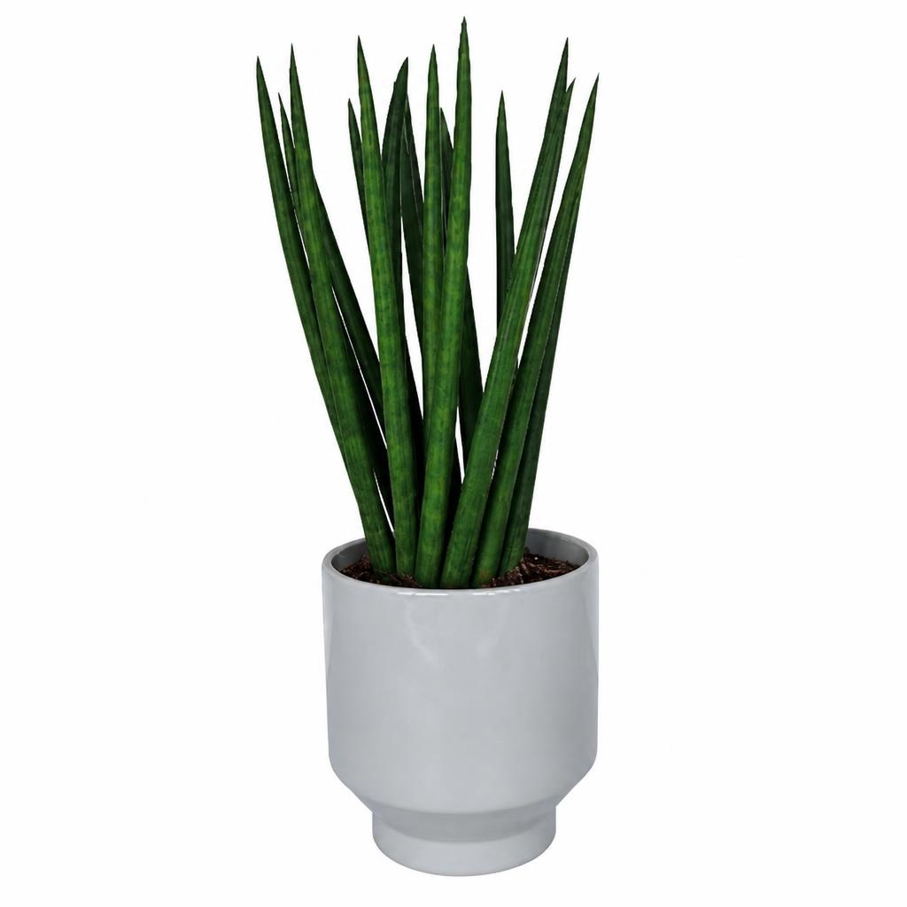 Sansevieria 1 komad - Akcija u trgovini Kaufland