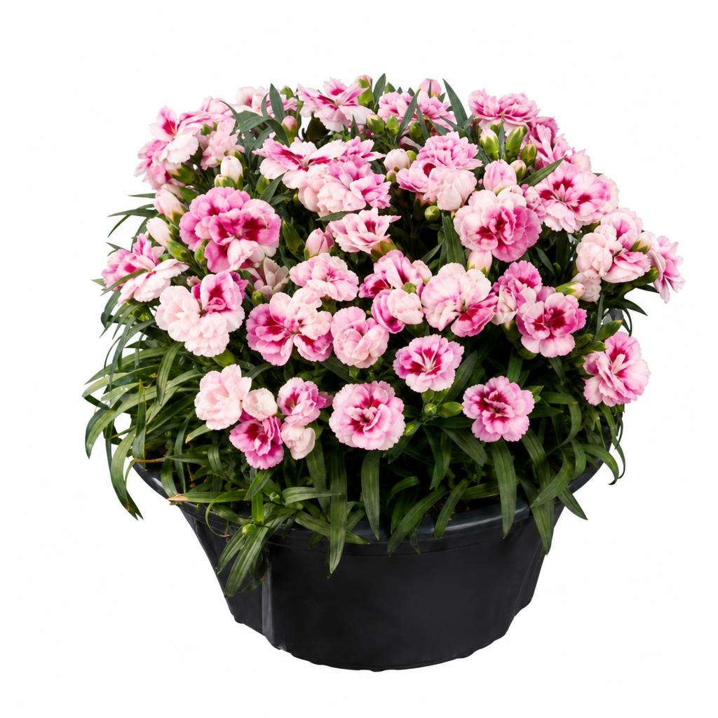 Karanfil dianthus Komad - Akcija u trgovini Lidl