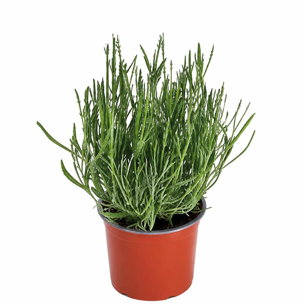 Lavanda 1 komad Akcija u trgovini Kaufland