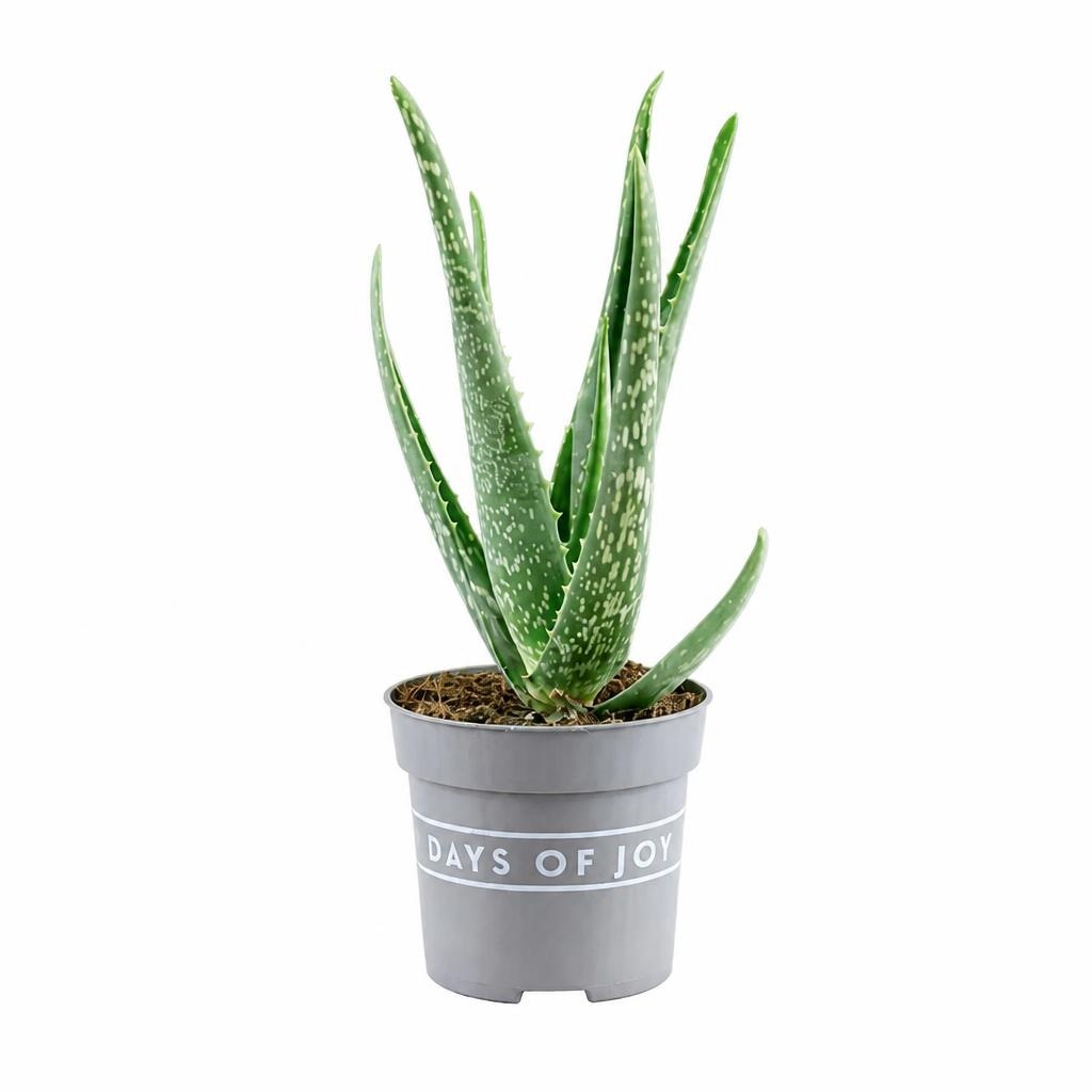 Aloe vera Akcija u trgovini Plodine