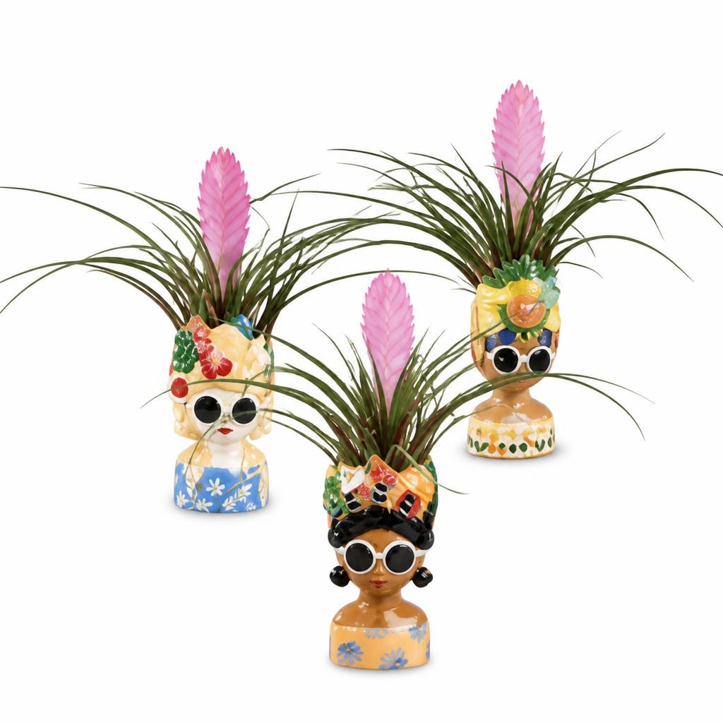 Tillandsia - Akcija u trgovini Lidl