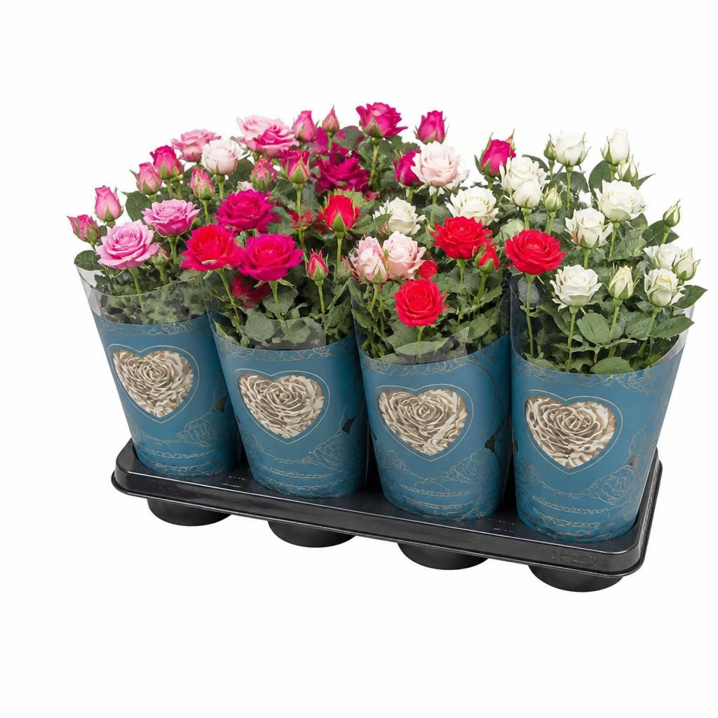 Rosa mix promjera 10,5 cm Akcija u trgovini KTC