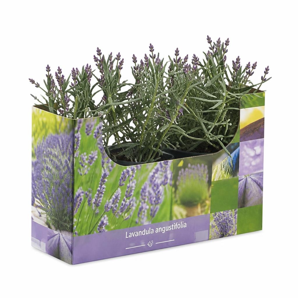 Lavanda angustifolia 3 biljke Akcija u trgovini Lidl